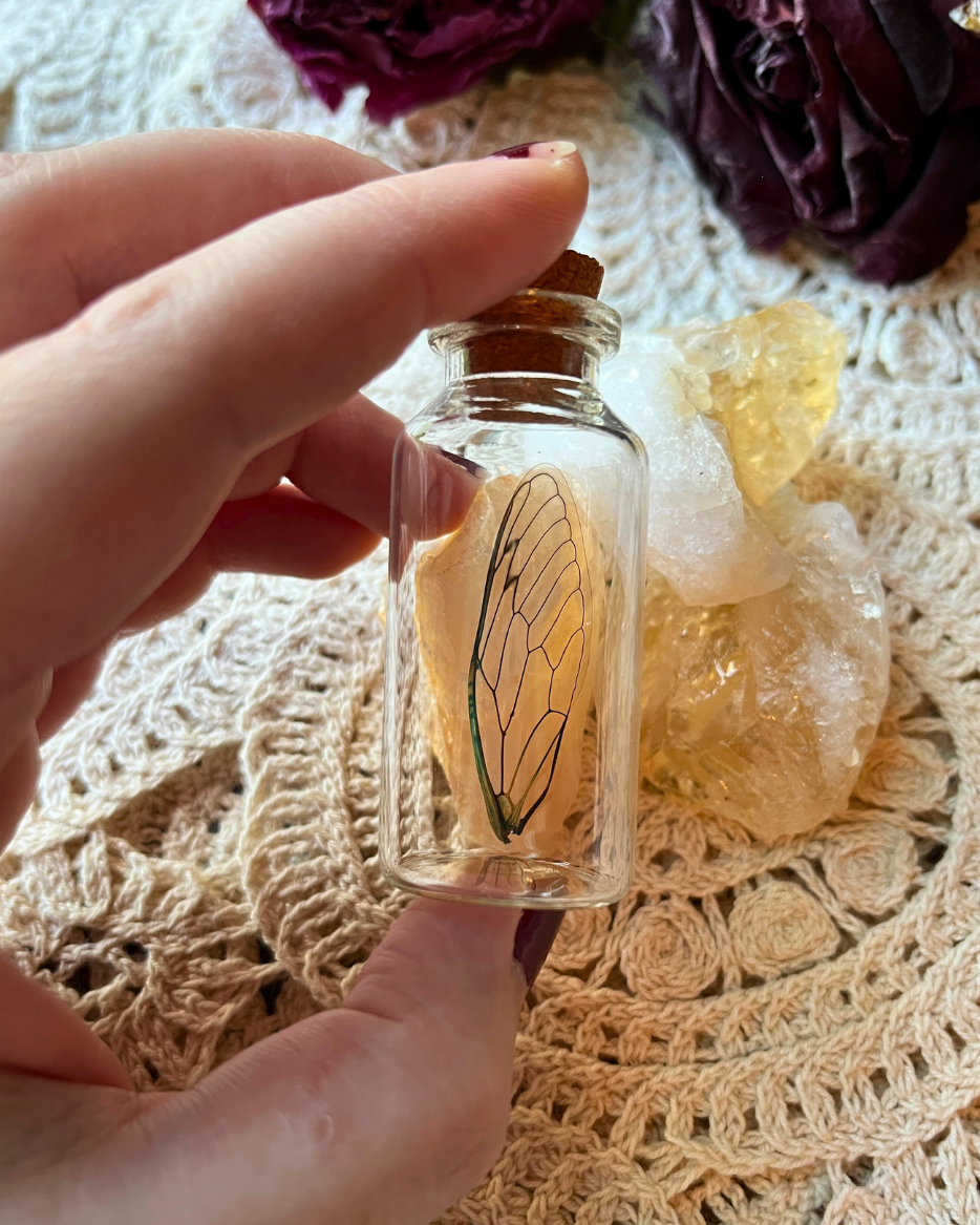 Real Cicada Wing in a Glass Jar Oddity Trinket
