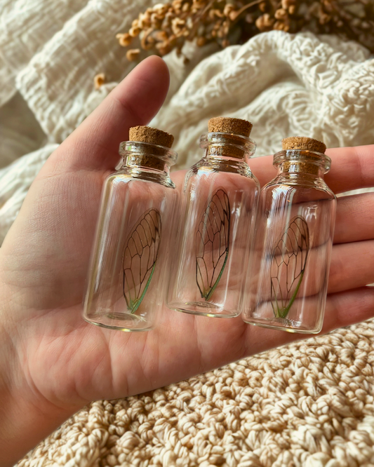 Real Cicada Wing in a Glass Jar Oddity Trinket