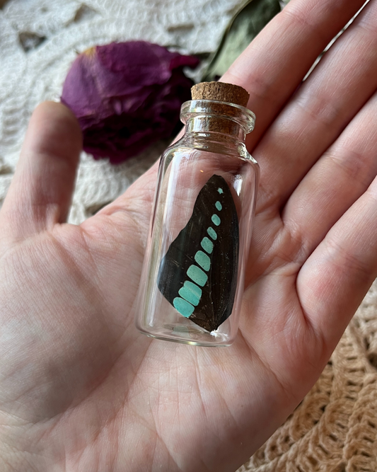 Common Bluebottle Real Butterfly Wing in a Glass Jar Oddity Trinket