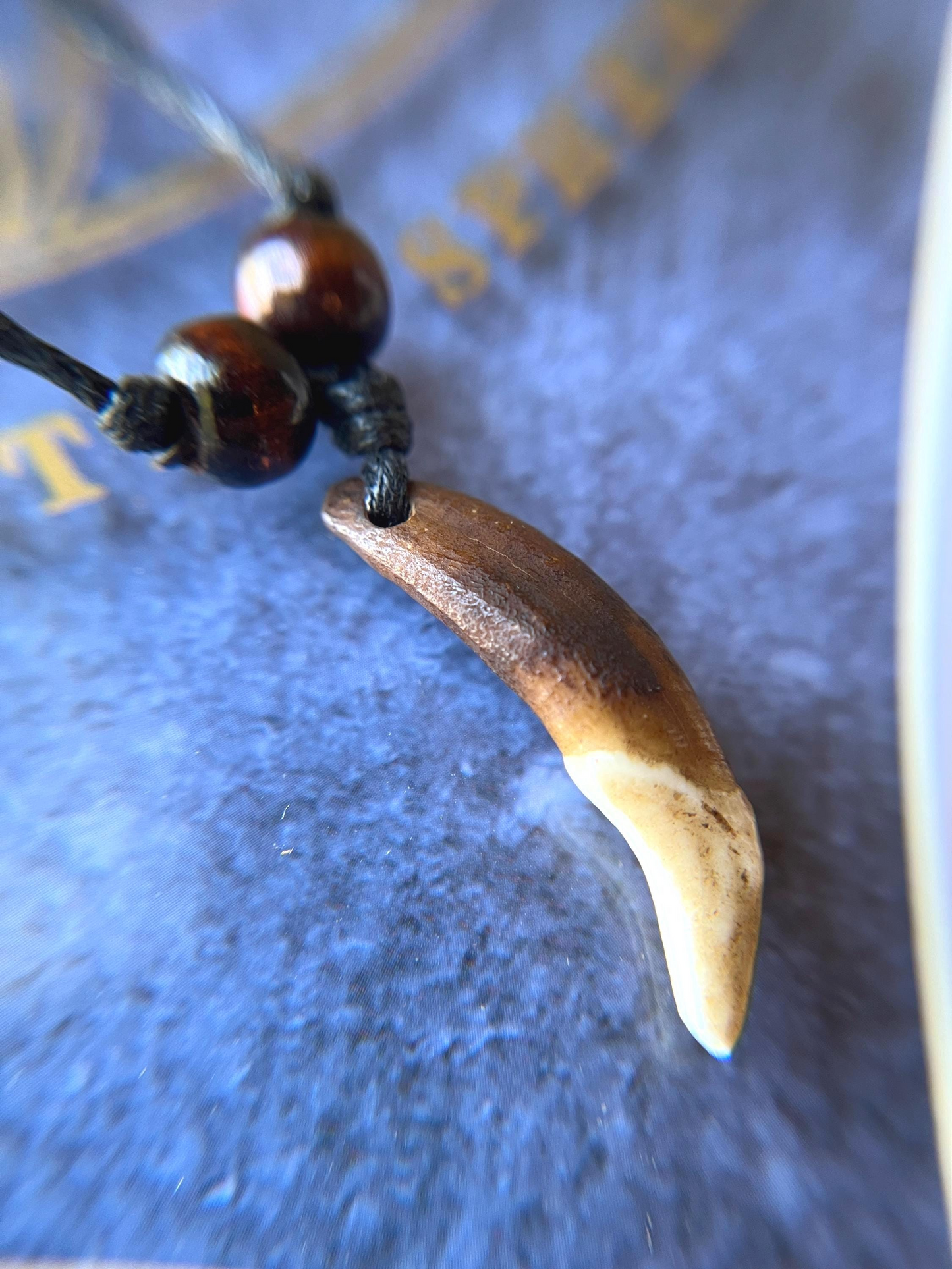 Real Coyote Tooth Necklace with Adjustable Cord