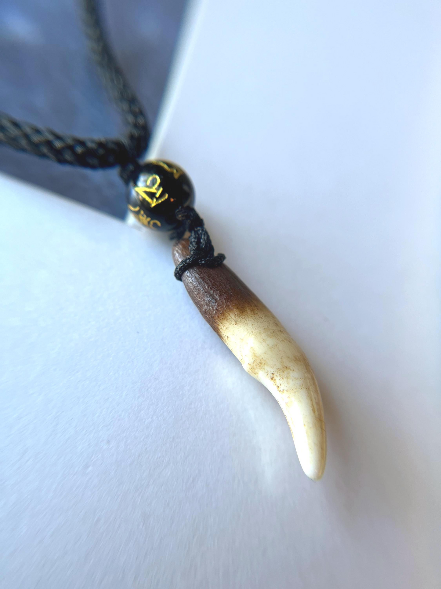 Real Coyote Tooth Necklace with Adjustable Cord