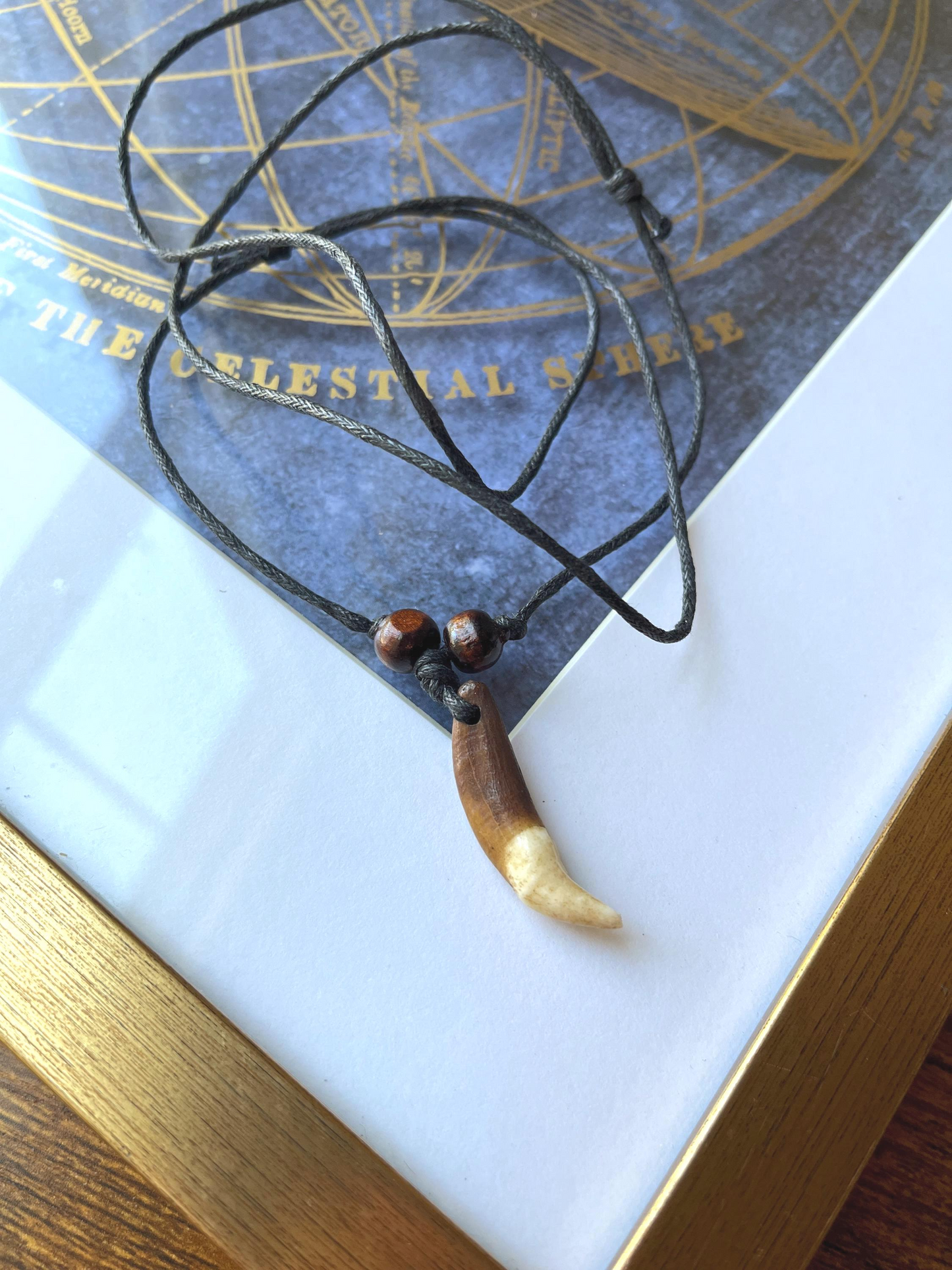 Real Coyote Tooth Necklace with Adjustable Cord