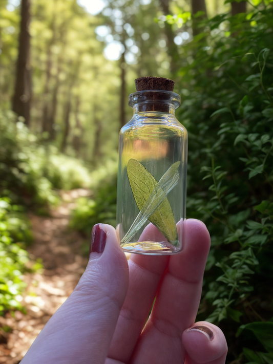 Real Katydid Wings in a Glass Jar Oddity Trinket