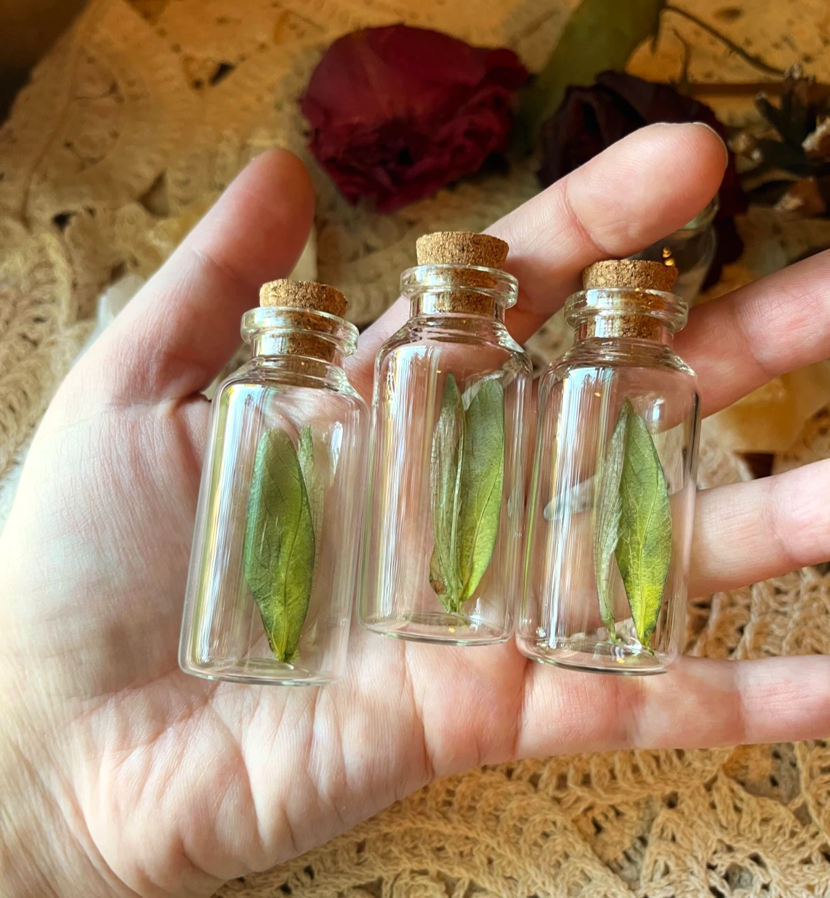 Real Katydid Wings in a Glass Jar Oddity Trinket