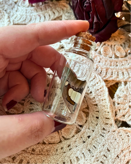 Real Butterfly Wing in a Glass Jar Oddity Trinket {Common Nawab}