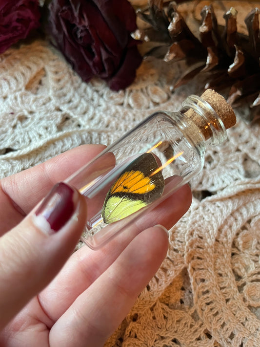 Real Butterfly Wing in a Glass Jar Oddity Trinket {Yellow Orange Tip}