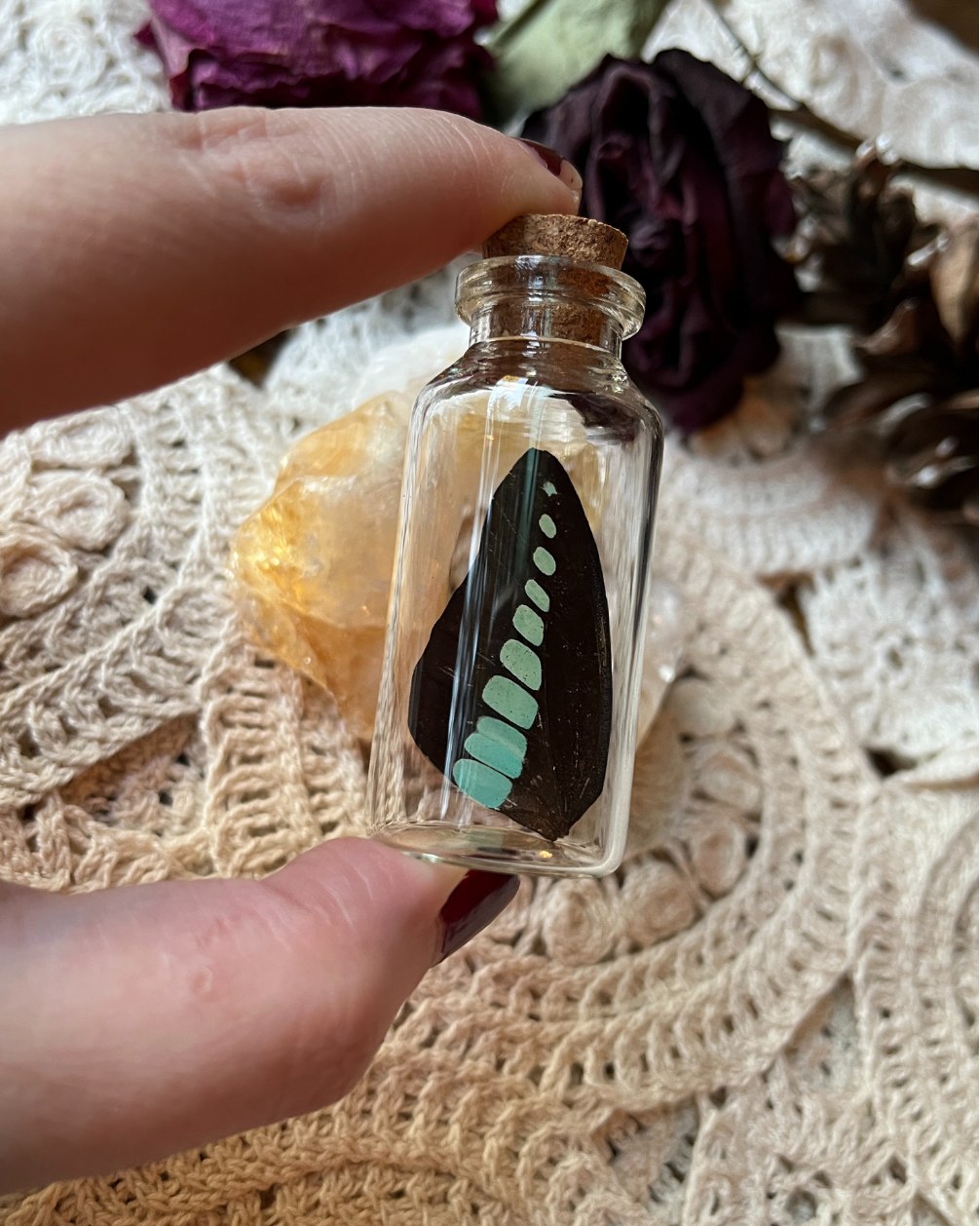 Common Bluebottle Real Butterfly Wing in a Glass Jar Oddity Trinket
