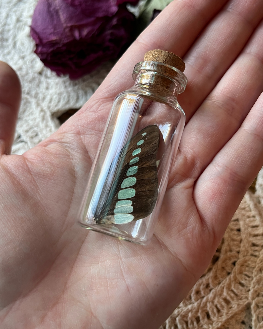 Common Bluebottle Real Butterfly Wing in a Glass Jar Oddity Trinket