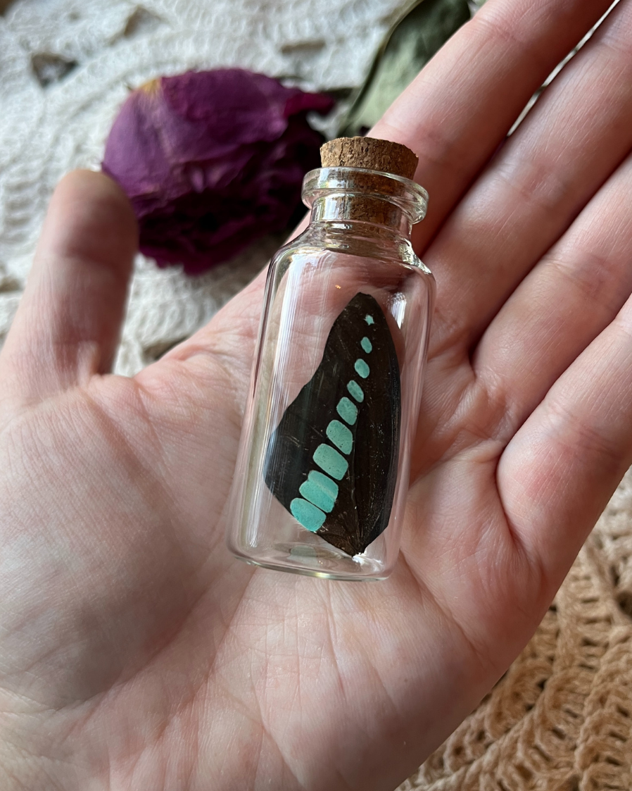 Common Bluebottle Real Butterfly Wing in a Glass Jar Oddity Trinket