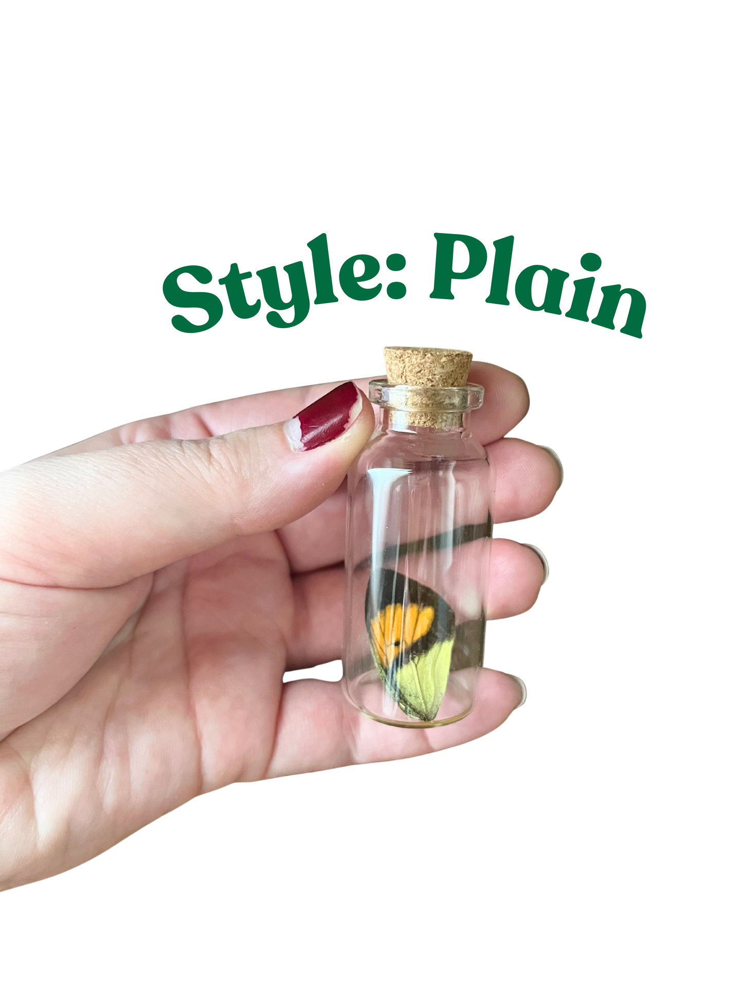 Real Cicada Wing in a Glass Jar Oddity Trinket