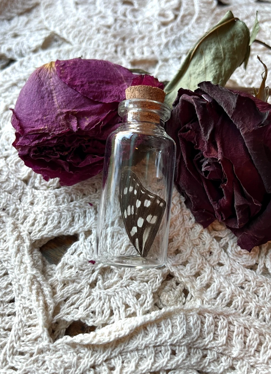 Real Butterfly Wing in a Glass Jar Oddity Trinket {The Siren}